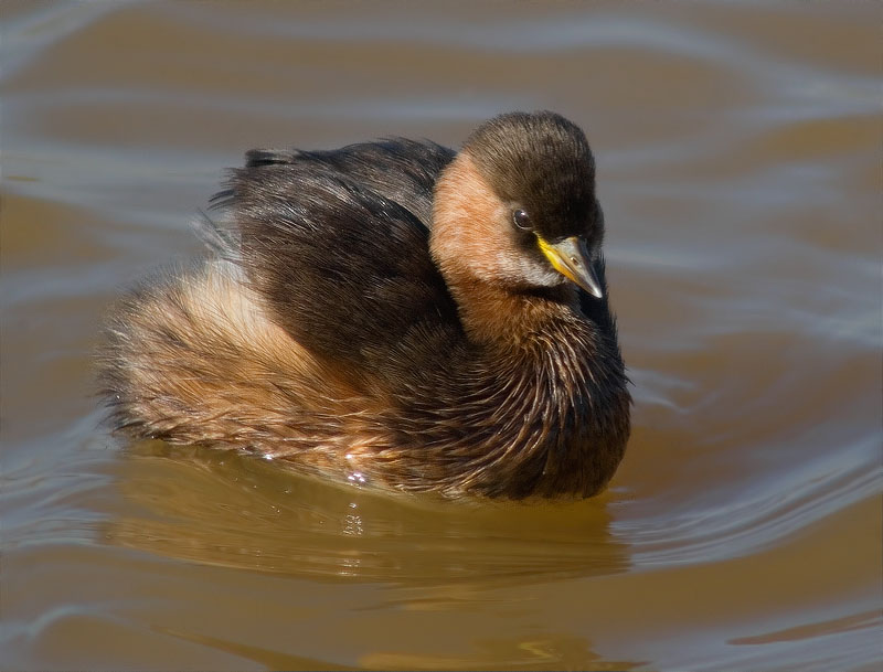 Cabusset (Tachybaptus ruficollis)