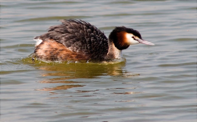 Cabussó emplomallat (Podiceps cristatus) 1/2