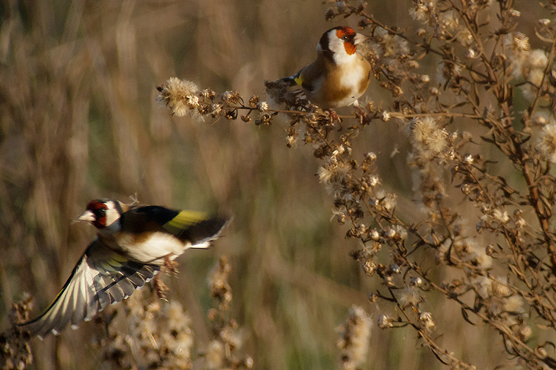 Cadernera (Carduelis carduelis)