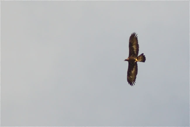 Imatge testimonial d'Àguila daurada (Aquila chrysaetos)