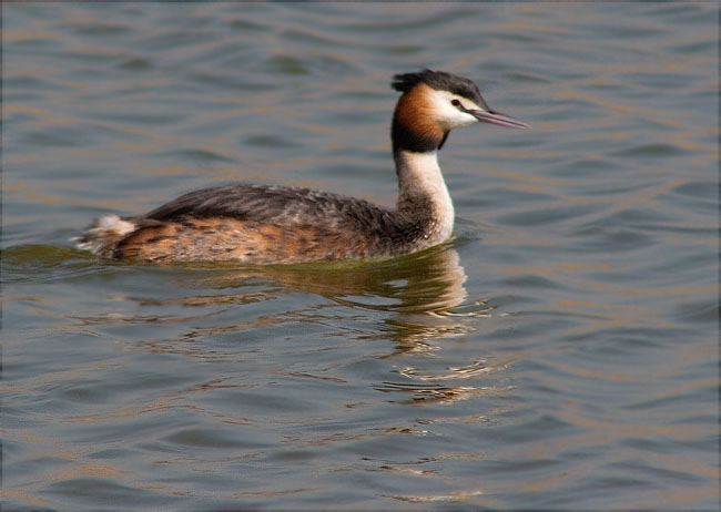 Cabussó emplomallat (Podiceps cristatus) 2/2