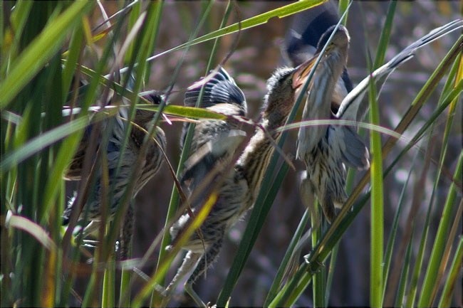 Alimentació de joves de Martinet menut (Ixobrychus minutus) per un adult