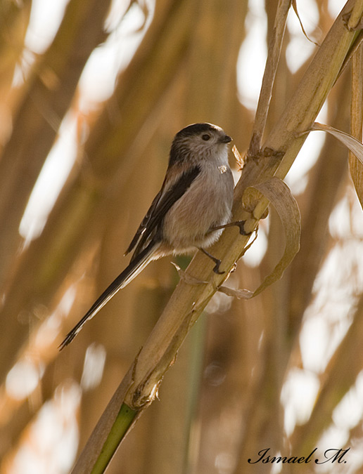 Mallerenga cuallarga (Aegithalos caudatus)