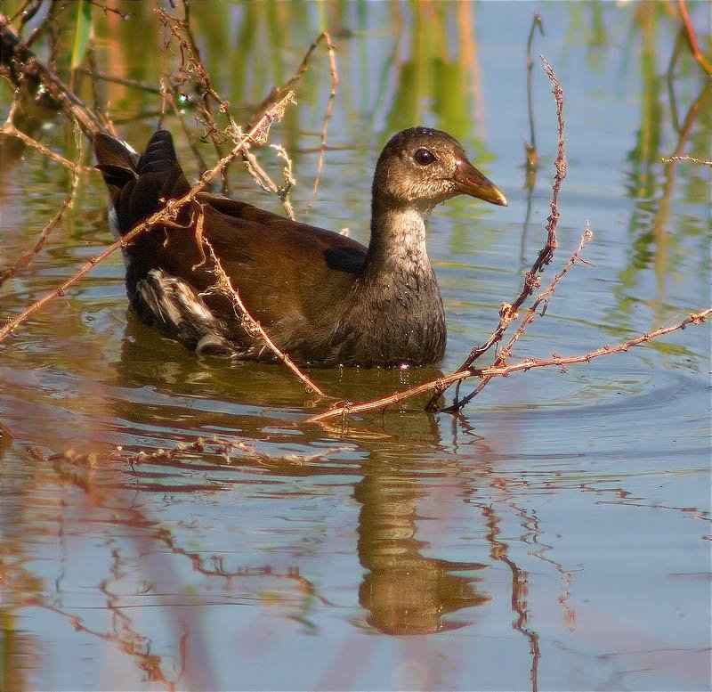 Jove de Polla d'aigua (Gallinula chloropus)