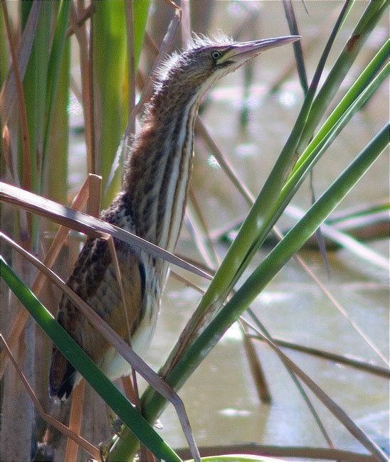 Jove de Martinet menut (Ixobrychus minutus) intentant passar desapercebut