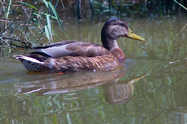 Ànec collverd (Anas platyrhynchos)