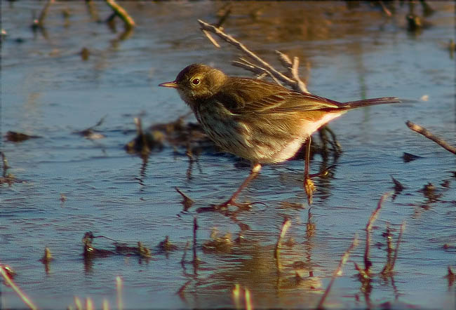 Titella (Anthus pratensis)