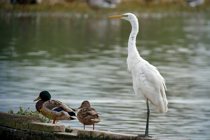 Agró blanc (Ardea alba)