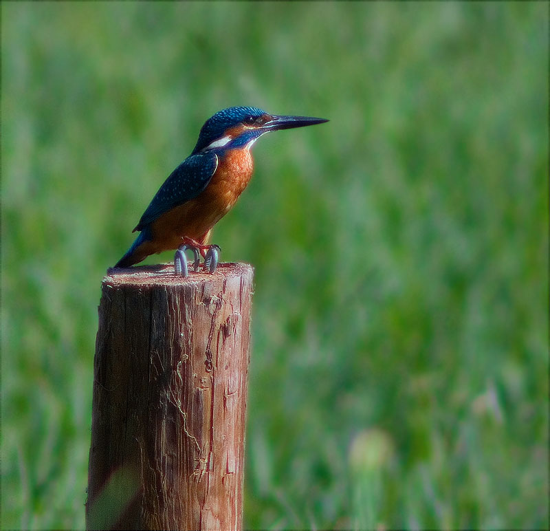 Blauet (Alcedo atthis)