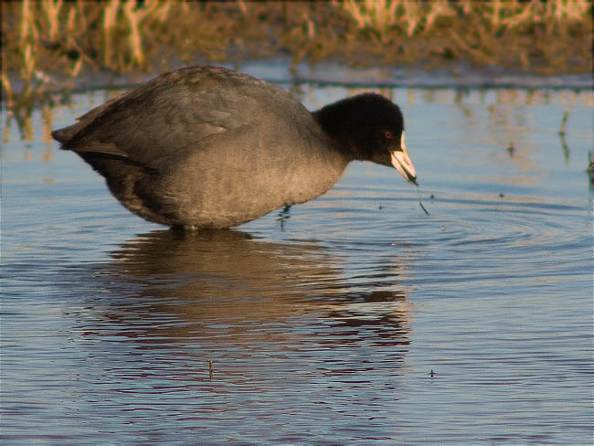 Fotja (Fulica atra)