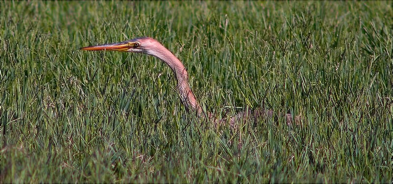 Agró roig (Ardea purpurea)