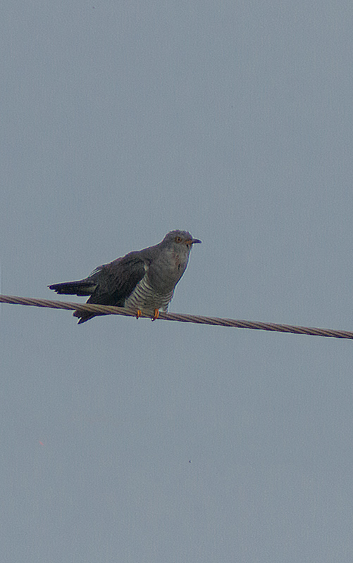 Cucut (Cuculus canorus)