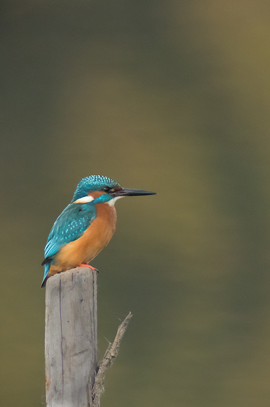 Blauet. Alcedo atthis