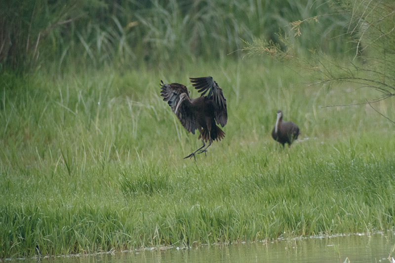 Capó reial ( Plegadis fascinellus )