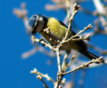 Mallerenga blava (Parus caeruleus)