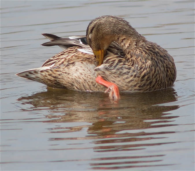 Femella d'Ànec collverd (Anas platyrhynchos)