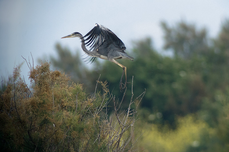 Bernat pescaire (Ardea cinerea)