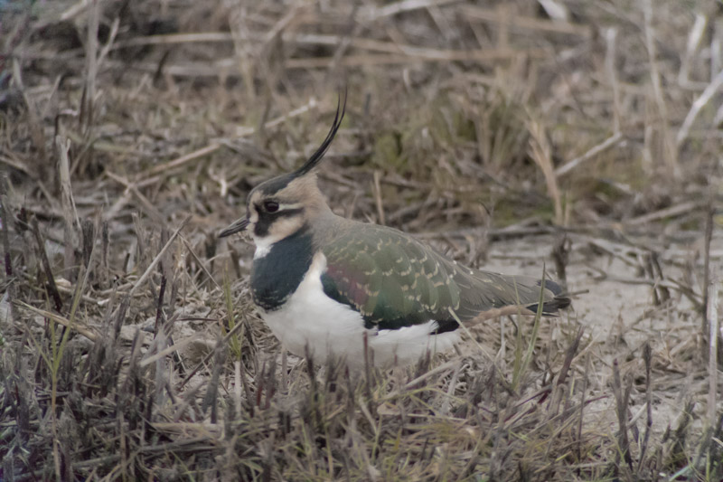 Fredeluga (Vanellus vanellus)