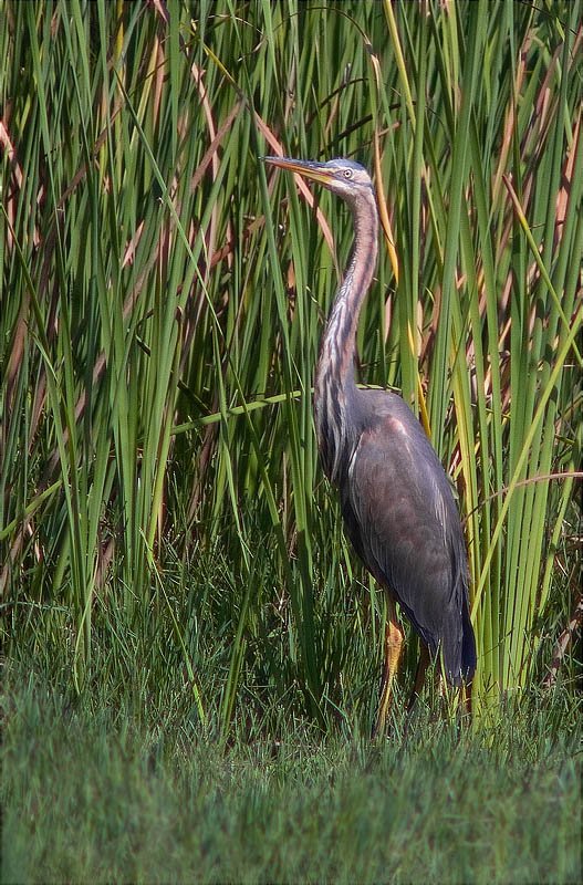 Bernat pescaire (Ardea cinerea)