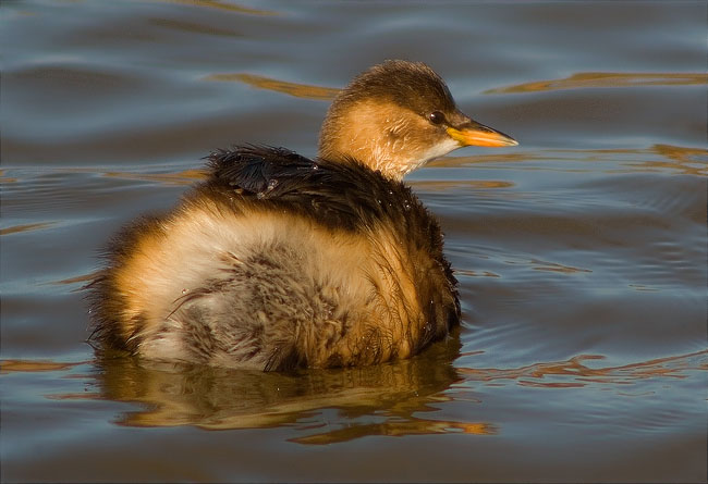 Cabusset (Tachybaptus ruficollis)