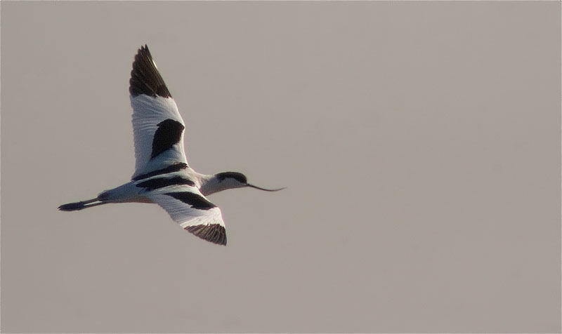 Bec d'alena ( Recurvirostra avosetta) en vol