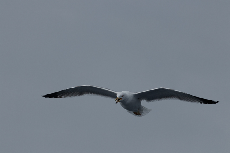 Gavià argentat (Larus michahellis)