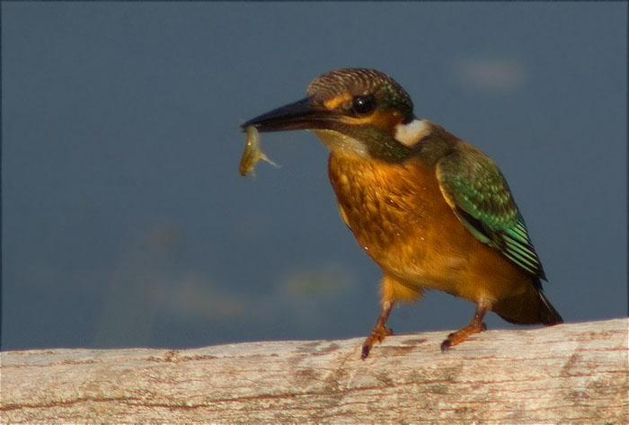 Blauet (Alcedo atthis)