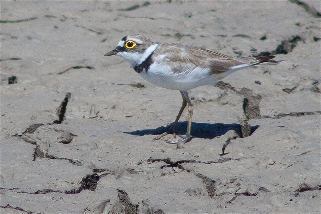 Corriol petit (Charadrius dubius)