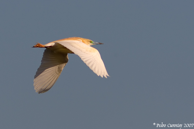 Desde el delta del Ebro 5