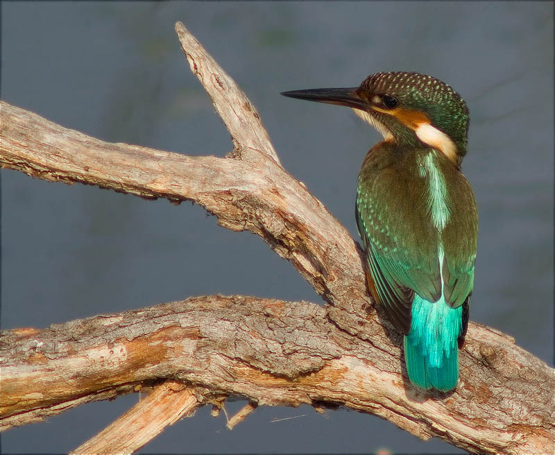 Blauet (Alcedo atthis) 1/2