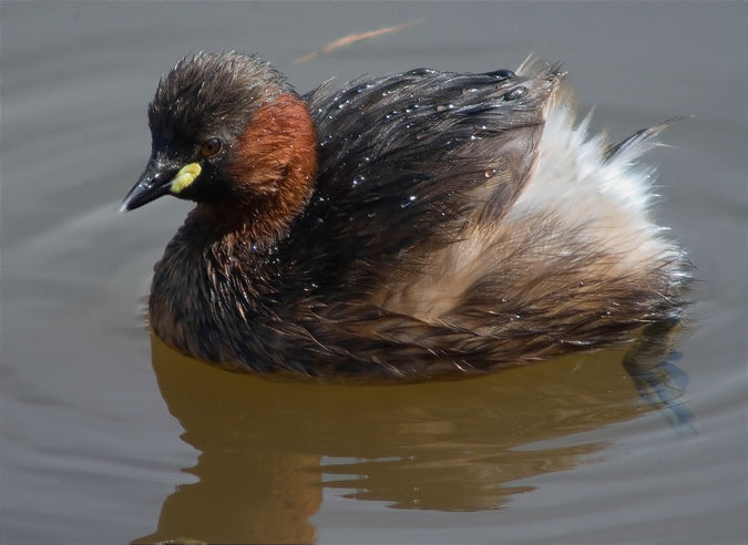 Cabusset (Tachybaptus ruficollis)