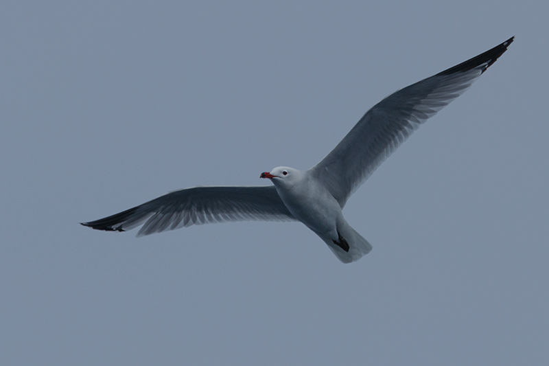 Gavina corsa (Larus audouinii)