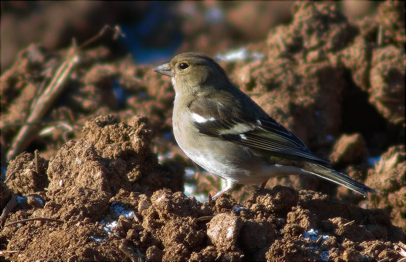 Femella de Pinsà comú (Fringilla coelebs)