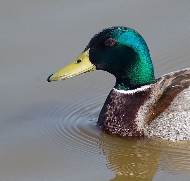 Ànec collverd (Anas platyrhynchos)