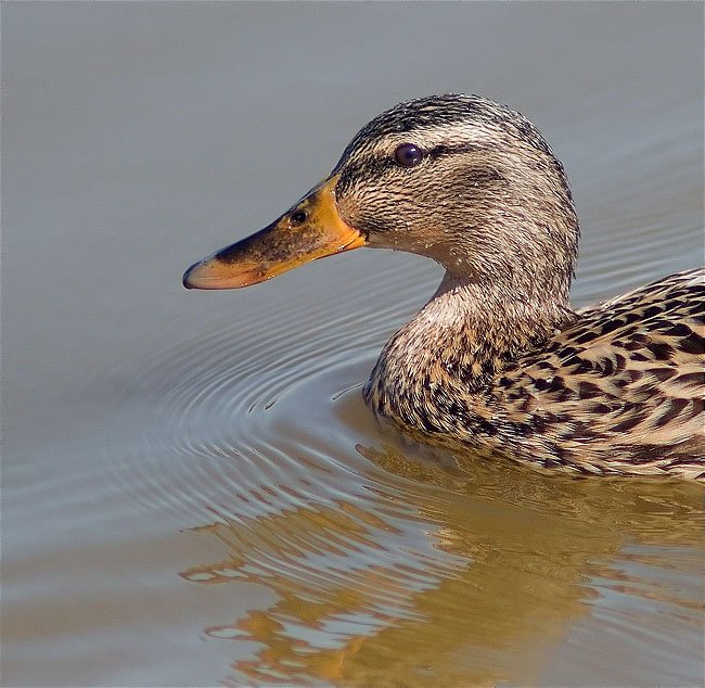 Ànec collverd (Anas platyrhynchos)