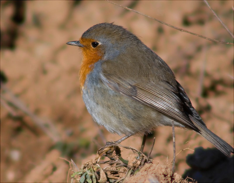 Pit roig (Erithacus rubecola)