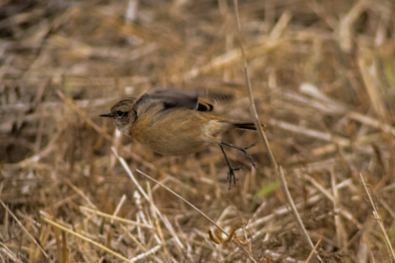 Bitxac comú (Saxicola torquatus).