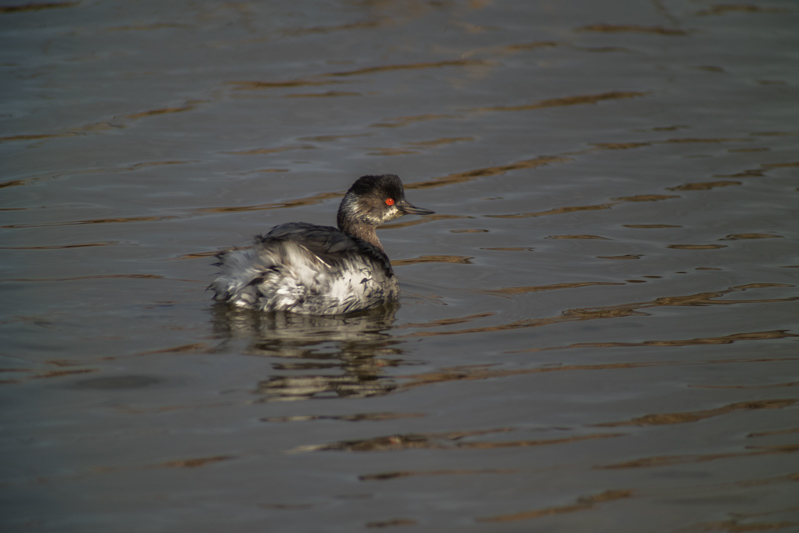 Cabussó coll-negre (Podiceps nigricollis)