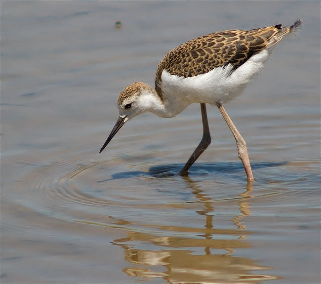 Jove de Cames llargues (Himantopus himantopus)