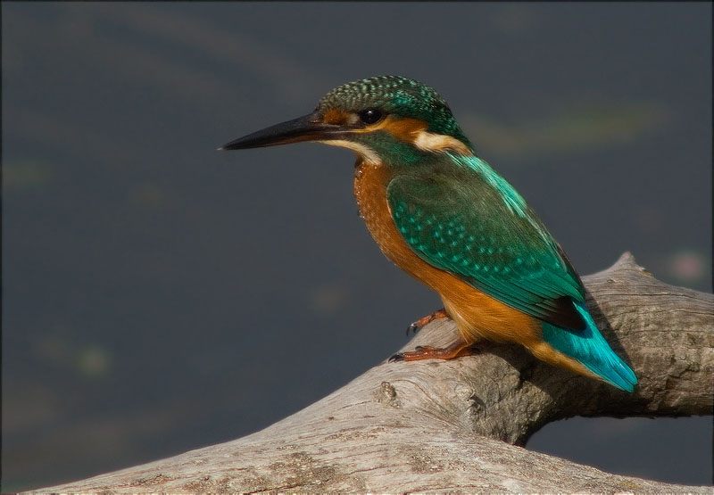 Blauet (Alcedo atthis) 2/2