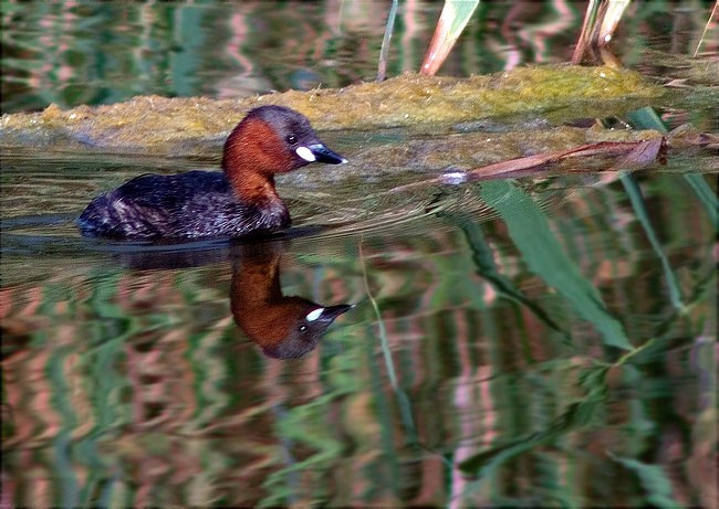 Cabusset (Tachybaptus ruficollis)