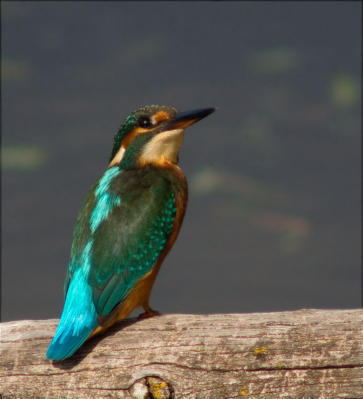 Blauet (Alcedo atthis)