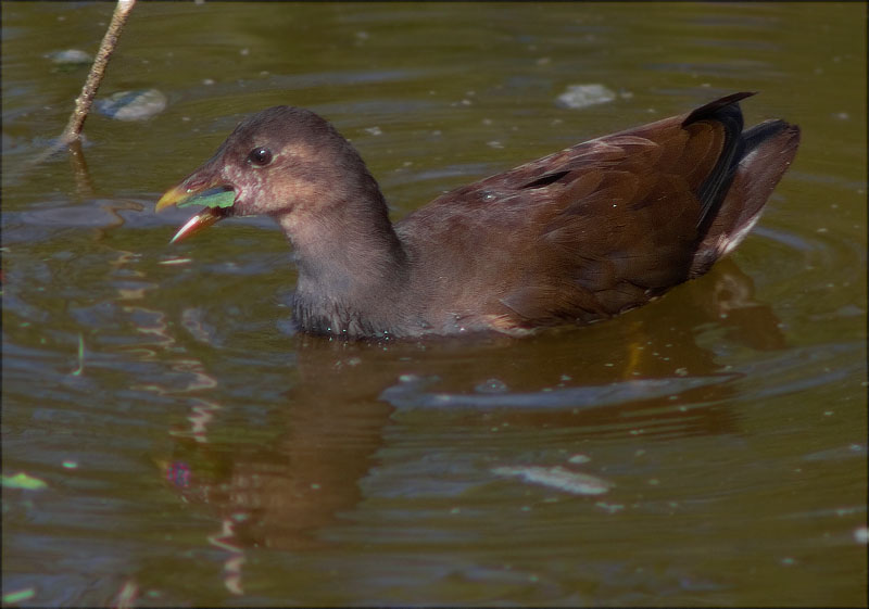 Jove de Polla d'aigua (Gallinula chloropus)