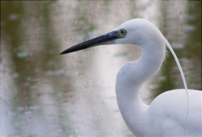 Martinet blanc (Egretta garzetta) 2/3