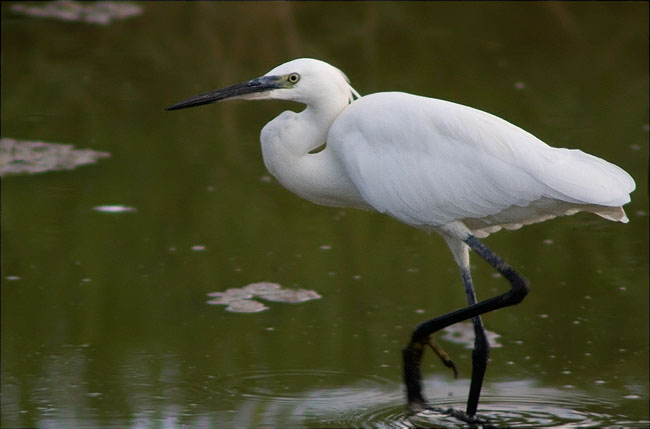 Martinet blanc (Egretta garzetta) 3/3