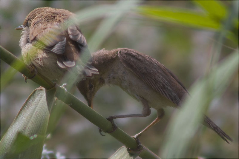 Alimentació de joves de Boscarla de canyar (Acrocephalus scirpaceus) 2/3