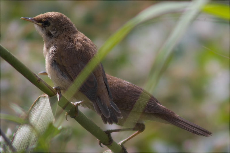 Alimentació de joves de Boscarla de canyar (Acrocephalus scirpaceus) 3/3