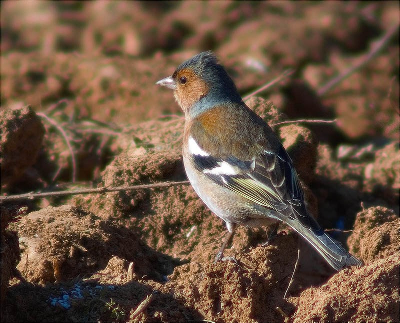 Mascle de Pinsà comú (Fringilla coelebs)