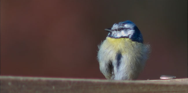 Mallerenga blava (Parus caeruleus)