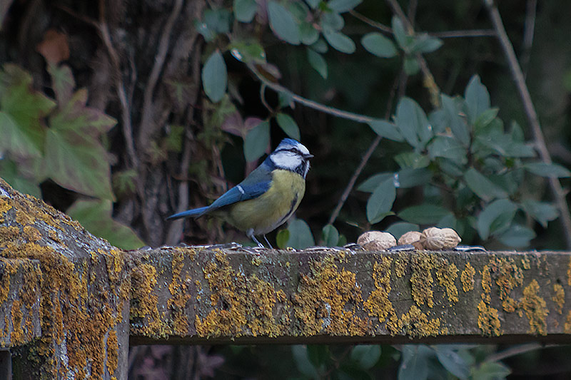 Mallerenga blava (Parus caeruleus)